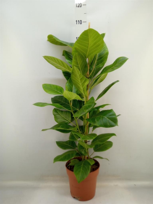 <h4>Ficus altissima</h4>