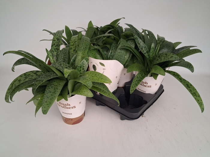 <h4>DRIMIOPSIS MACULATA</h4>