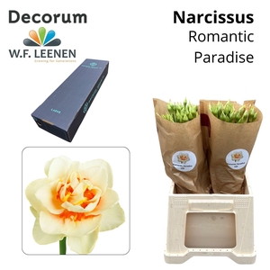 Narcissus Romantic Paradise Large Box 300
