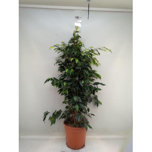 Ficus benja. 'Danielle'