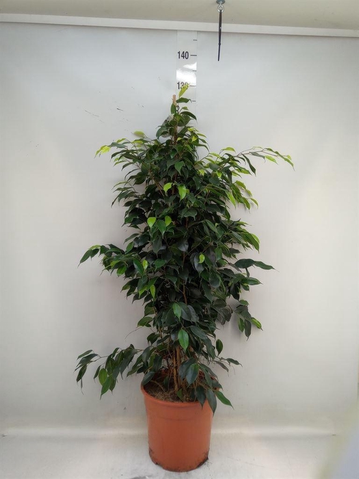 <h4>Ficus benja. 'Danielle'</h4>