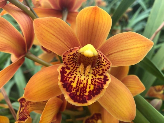 <h4>Cymbidium Mini Majolica X30 Leekade</h4>