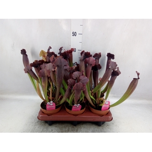 Sarracenia   ...