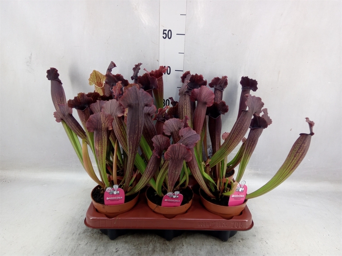 <h4>Sarracenia   ...</h4>