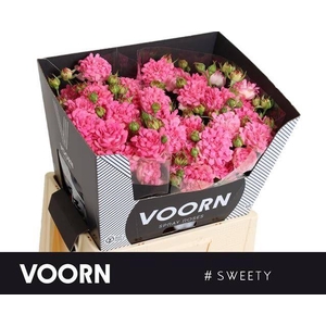 Rosa TR '#Sweety' VOORN