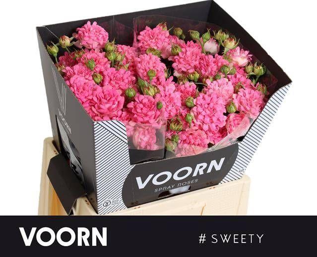 <h4>Rosa TR '#Sweety' VOORN</h4>