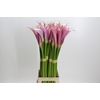 Zantedeschia Eydolls Purple Pink