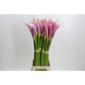 Zantedeschia Eydolls Purple Pink