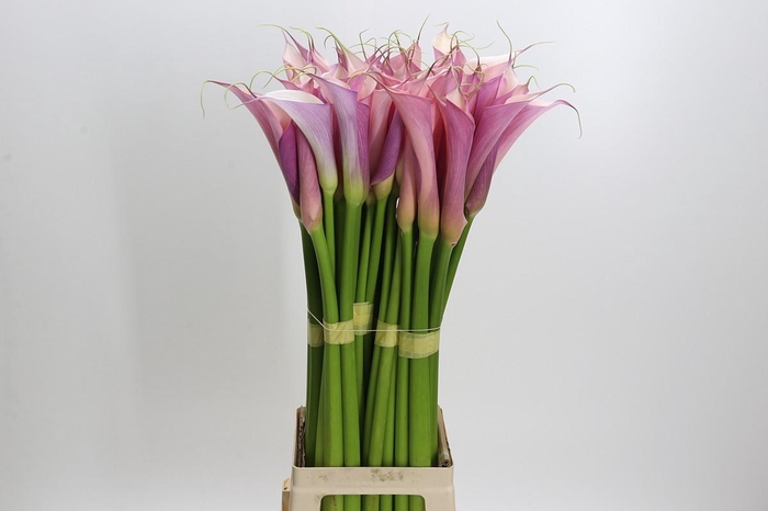 <h4>Zantedeschia Eydolls Purple Pink</h4>