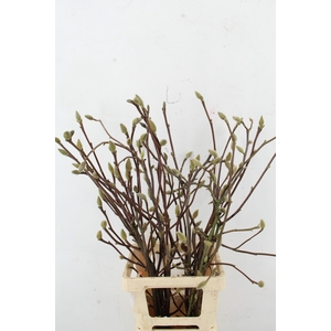 MAGNOLIA LENNEI ALBA PER STEM 080CM