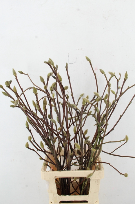 <h4>MAGNOLIA LENNEI ALBA PER STEM 080CM</h4>