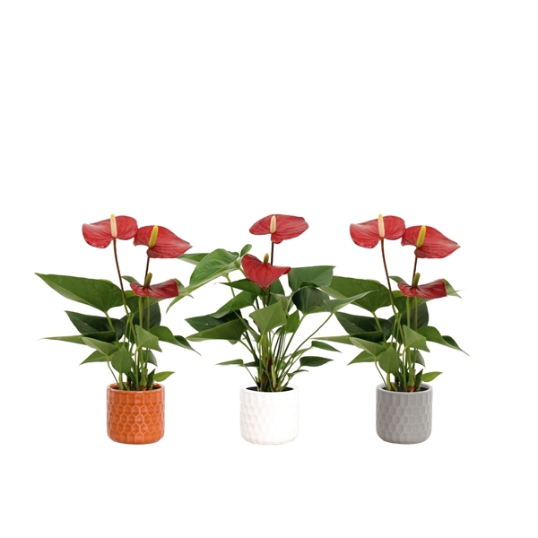 <h4>Anthurium Micra in Katie ceramics</h4>