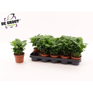 COFFEA ARABICA