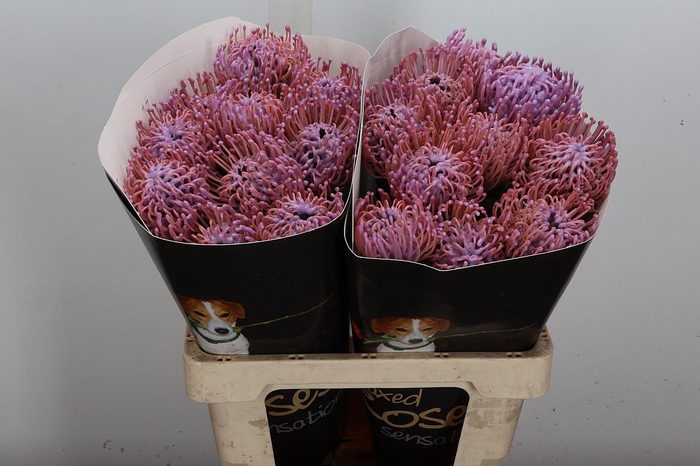 <h4>Protea Leuco Ov</h4>