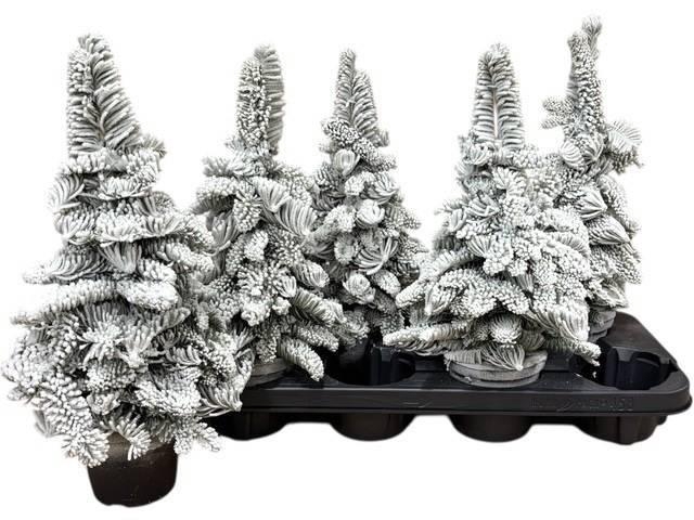 <h4>SNEEUWBOOM H%</h4>