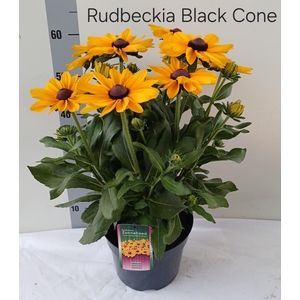 RUDB SUNBECK OPHELIA