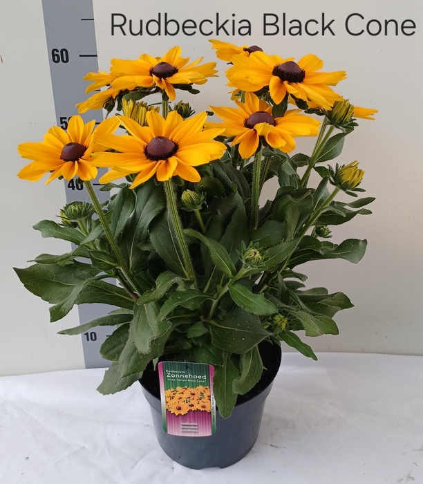 <h4>RUDB SUNBECK OPHELIA</h4>