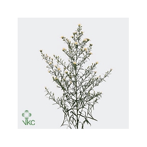 Aster Paquita