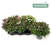 Hebedonna Addenda gemengd