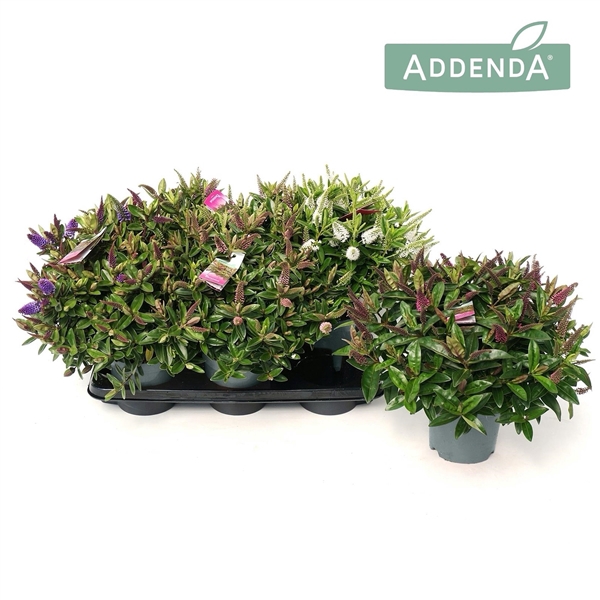 <h4>Hebedonna Addenda gemengd</h4>