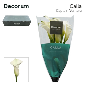 ZANT CAPT VENTURA LARGE BOX 50 CM