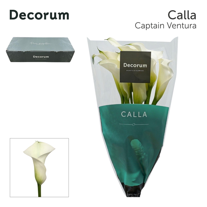 <h4>Zant Capt Ventura Large Box 60 Cm</h4>