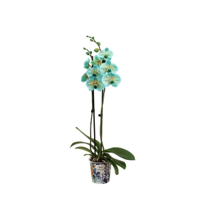 Potcover I Am Coloured Phal I Am Bonaire 2T14+