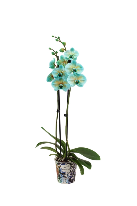 <h4>Potcover I Am Coloured Phal I Am Bonaire 2T14+</h4>