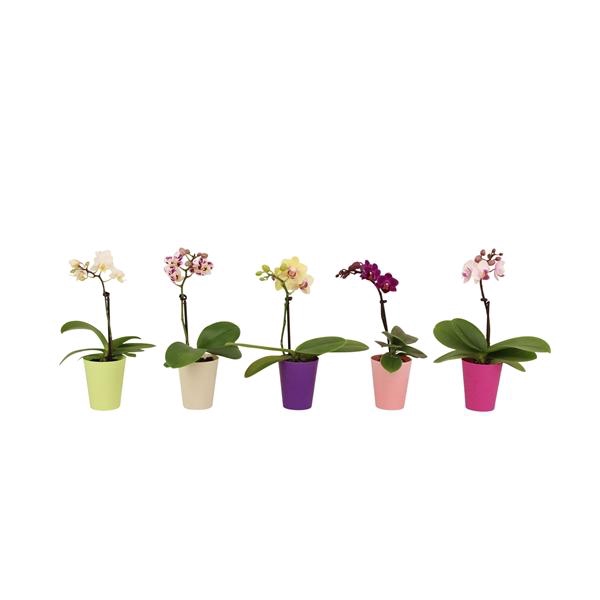 <h4>Jacky Mix Tiny Dolls Mix 1T7+</h4>