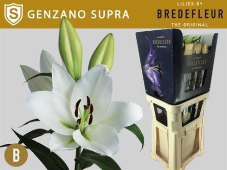 <h4>Li Ot Genzano Supra</h4>