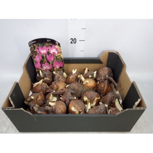 Flowerbulbs, corns or tubers   ...
