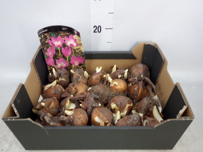<h4>Flowerbulbs, corns or tubers   ...</h4>