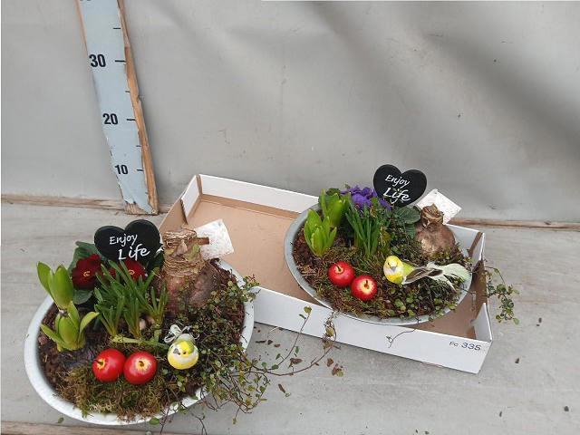 <h4>ARR BOL KNOLGEWAS</h4>