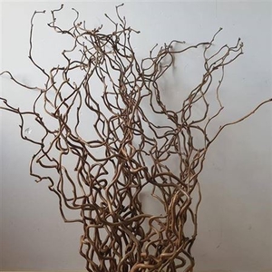 T Coryl Av Contorta 90cm