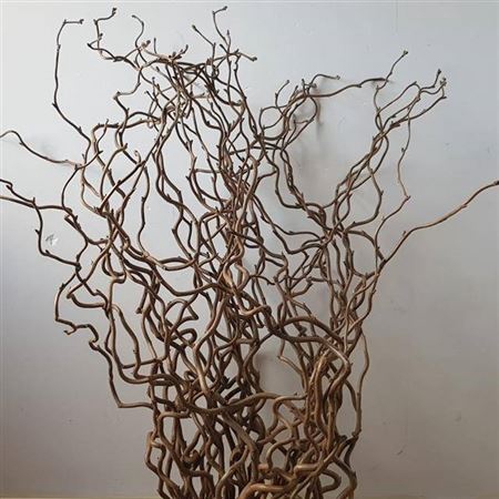 <h4>T Coryl Av Contorta 90cm</h4>