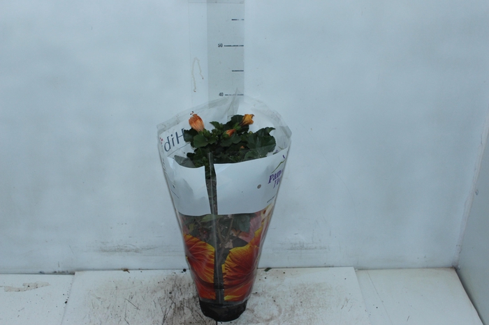 <h4>HIBISQS P15</h4>