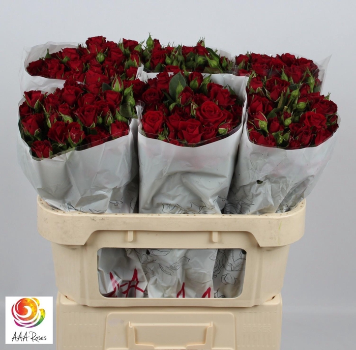 <h4>R TR PUSHKIN</h4>