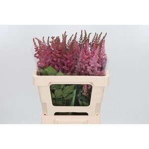 Astilbe Vision Pink
