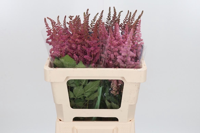 <h4>Astilbe Vision Pink</h4>