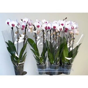 PHAL EL CASCADE