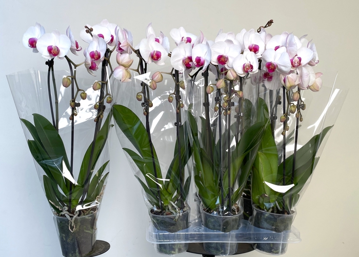 <h4>PHAL EL CASCADE</h4>