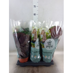Calathea roseopicta   ...mix