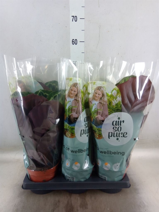 <h4>Calathea roseopicta   ...mix</h4>