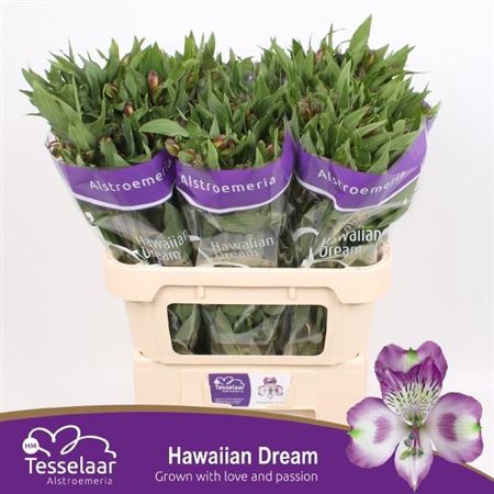 ALSTR HAWAIIAN DREAM