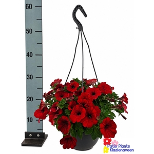 HANGING BASKETS