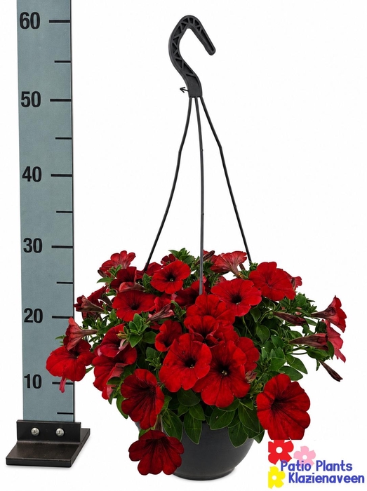 <h4>HANGING BASKETS</h4>