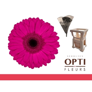 Gerbera Bon Dia Water / Hoes