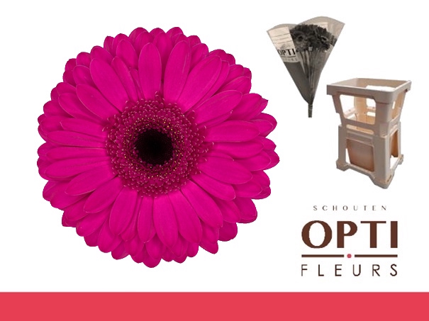 <h4>Gerbera Bon Dia Water / Hoes</h4>