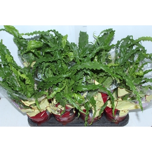 ASPLENIUM OSAKA CRESPO P14