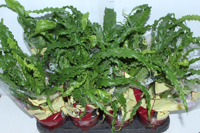 <h4>ASPLENIUM OSAKA CRESPO P14</h4>